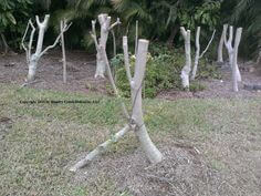 Cắt ngang tất cả nhánh cây ở độ cao 0,8-1m để giảm độ cao và kích thích cây ra chồi mới